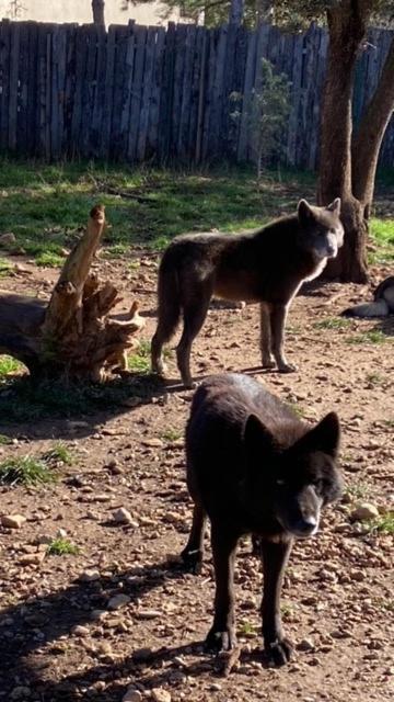 Les Gites Du Parc Animalier De Ginasservis Extérieur photo